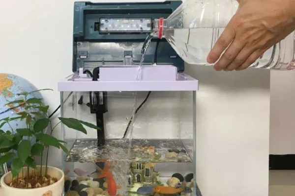 金鱼可以几天不喂食,可以长达一个月左右