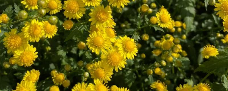 野菊花采摘花全开还是半开的，采摘半开的