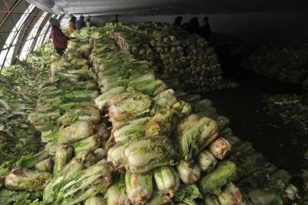 大白菜可以忍受零下几度,可以忍受零下3℃的低温