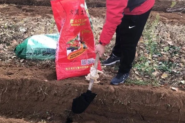 大白菜可以忍受零下几度,可以忍受零下3℃的低温
