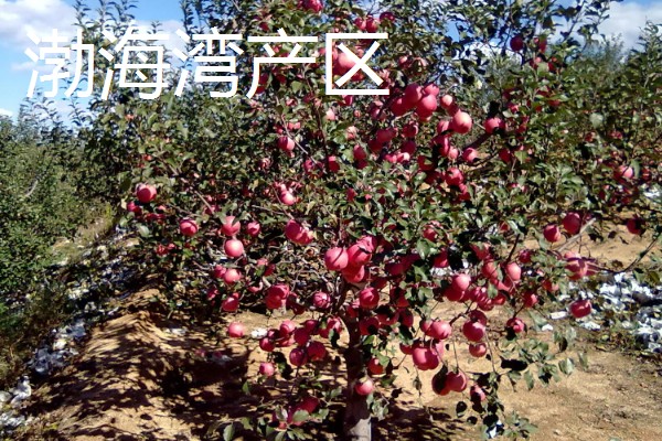红富士苹果的产地，分为渤海湾产区、西北黄土高原产区等