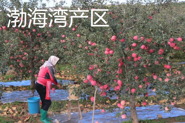 红富士苹果的产地，分为渤海湾产区、西北黄土高原产区等