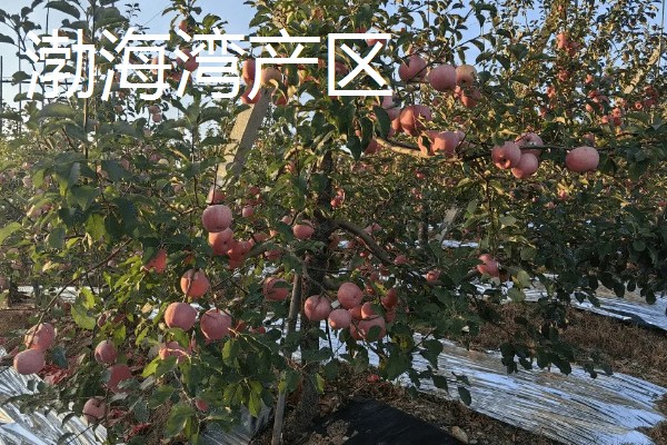 红富士苹果的产地，分为渤海湾产区、西北黄土高原产区等