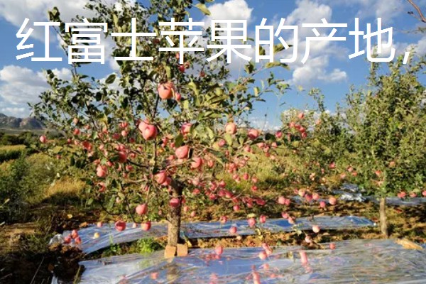 红富士苹果的产地，分为渤海湾产区、西北黄土高原产区等
