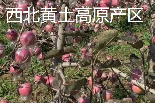 红富士苹果的产地，分为渤海湾产区、西北黄土高原产区等