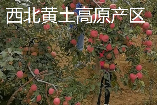红富士苹果的产地，分为渤海湾产区、西北黄土高原产区等