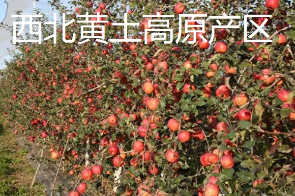 红富士苹果的产地，分为渤海湾产区、西北黄土高原产区等