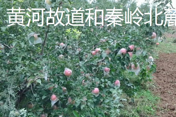 红富士苹果的产地，分为渤海湾产区、西北黄土高原产区等