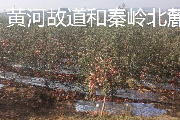 红富士苹果的产地，分为渤海湾产区、西北黄土高原产区等