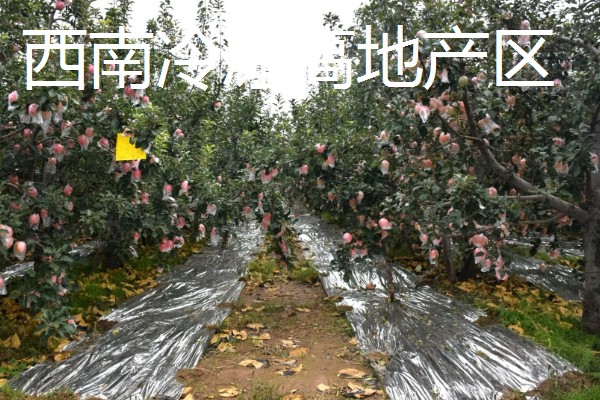 红富士苹果的产地，分为渤海湾产区、西北黄土高原产区等
