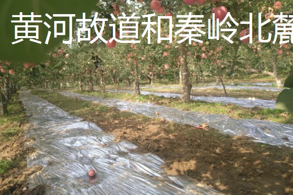 红富士苹果的产地，分为渤海湾产区、西北黄土高原产区等