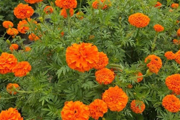 万寿菊有哪些花语,代表健康长寿、甜蜜爱情等含义