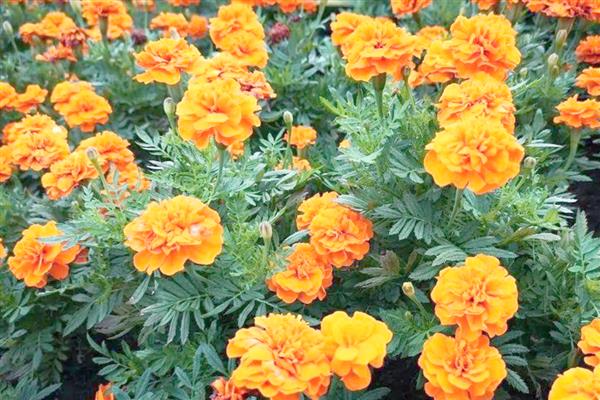 万寿菊有哪些花语,代表健康长寿、甜蜜爱情等含义