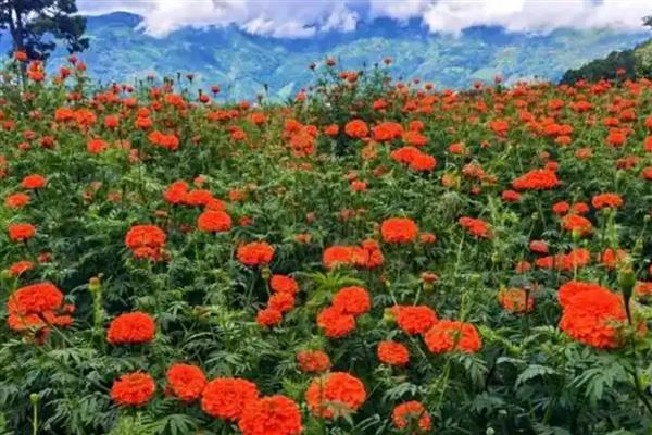 万寿菊有哪些花语,代表健康长寿、甜蜜爱情等含义