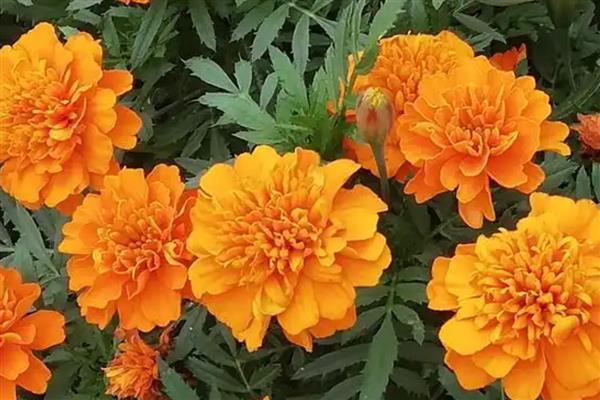 万寿菊有哪些花语,代表健康长寿、甜蜜爱情等含义