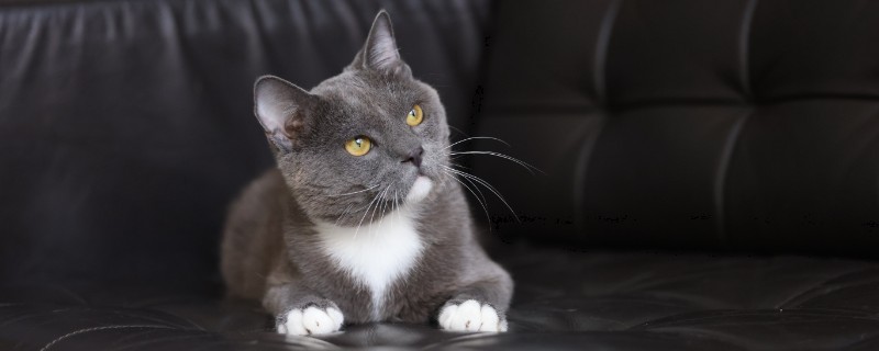 猫下泌尿道疾病的病因，干食物中的镁是形成的主要原因