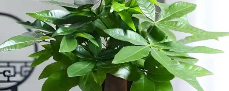 摇钱树的养殖方法，每天保持6-7小时的光照