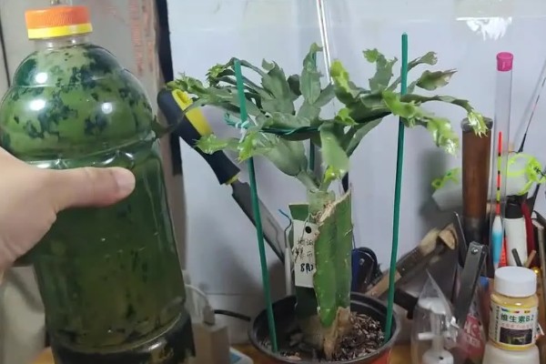 蟹爪兰花苞变蔫脱落的原因,可能是浇水过多所致