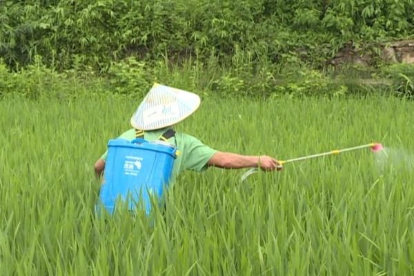 3911治哪些害虫，主要防治粘虫、蚜虫、灰飞虱等