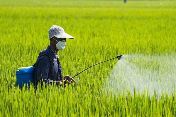 3911治哪些害虫，主要防治粘虫、蚜虫、灰飞虱等