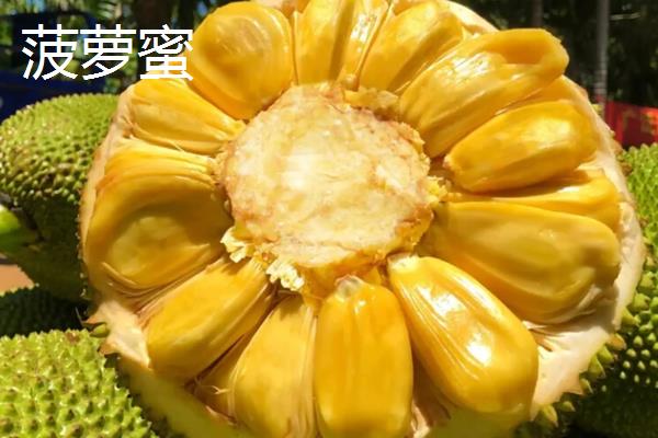 菠萝蜜与榴莲的区别，大小和外皮均不同