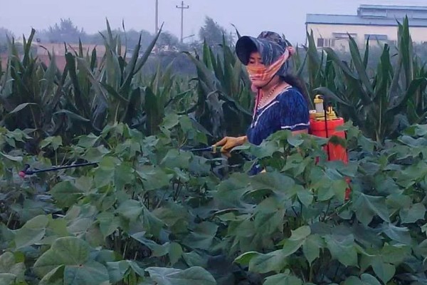 溴菌腈和咪鲜胺有什么区别，理化性质、适用作物和用途都不同
