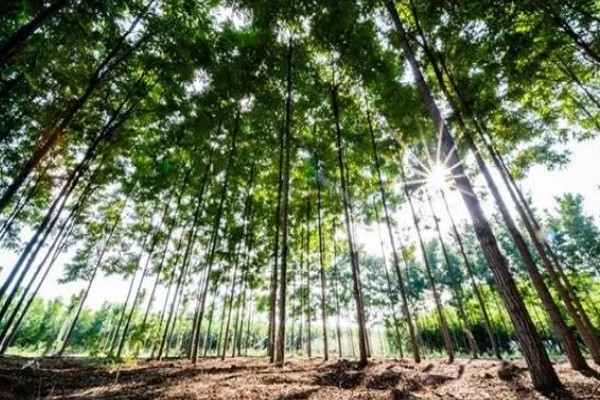 土壤和肥料在林业可持续发展的作用，可提供水分以及养分