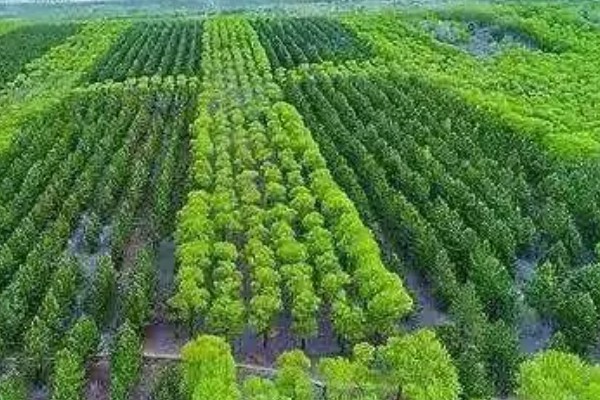 土壤和肥料在林业可持续发展的作用，可提供水分以及养分