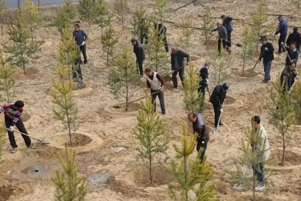 土壤和肥料在林业可持续发展的作用，可提供水分以及养分