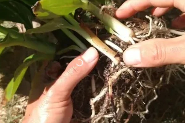 芭蕉如何繁殖,多采用分株繁殖