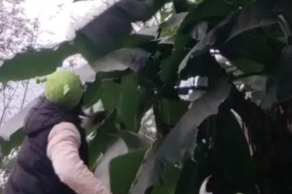芭蕉如何繁殖,多采用分株繁殖