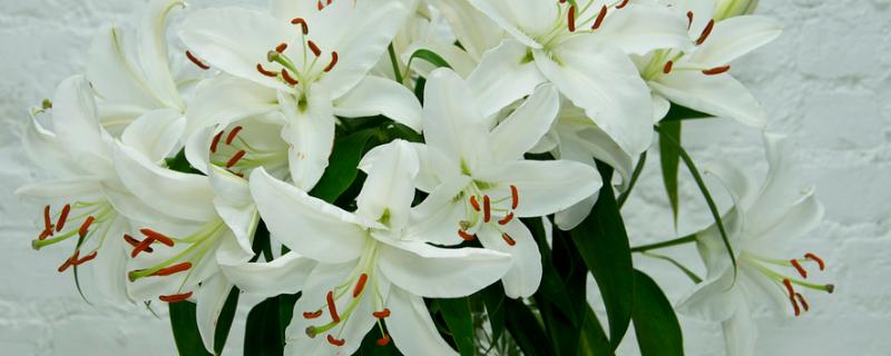 如何水培百合花，先对花枝进行修剪整形