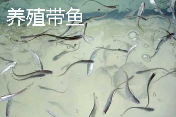 带鱼有没有人工养殖的，目前只有舟山市水产研究所养殖成功