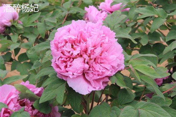 牡丹花的品种,有赵粉、魏紫等