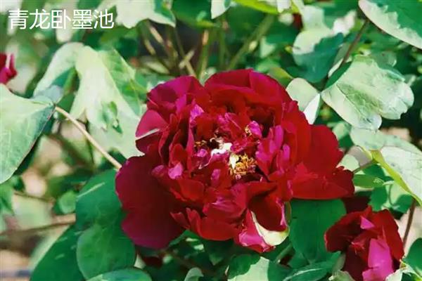 牡丹花的品种,有赵粉、魏紫等