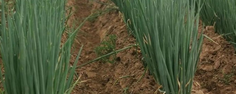 大葱施什么肥料，基肥使用腐熟厩肥和饼肥