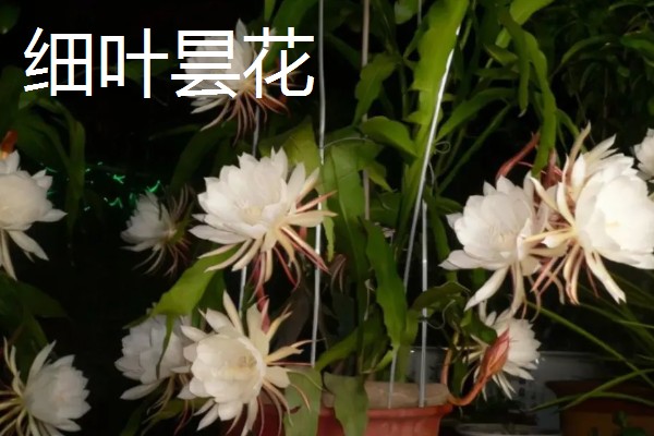 家里养昙花的作用,主要用来观赏、净化空气