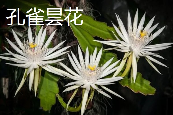 家里养昙花的作用,主要用来观赏、净化空气