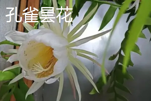 家里养昙花的作用,主要用来观赏、净化空气