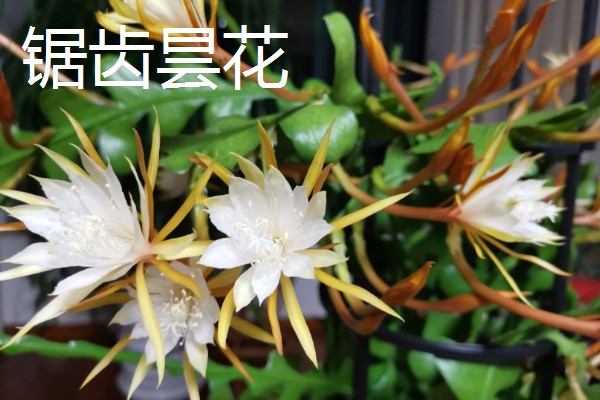 家里养昙花的作用,主要用来观赏、净化空气