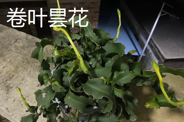 家里养昙花的作用,主要用来观赏、净化空气