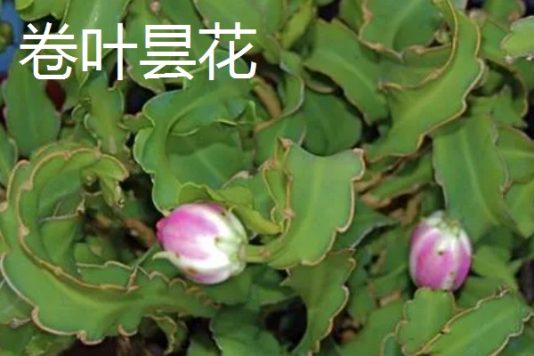 家里养昙花的作用,主要用来观赏、净化空气