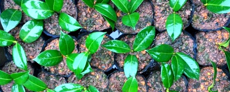 茶花怎么扦插，在春季4-5月或秋季的8-9月进行