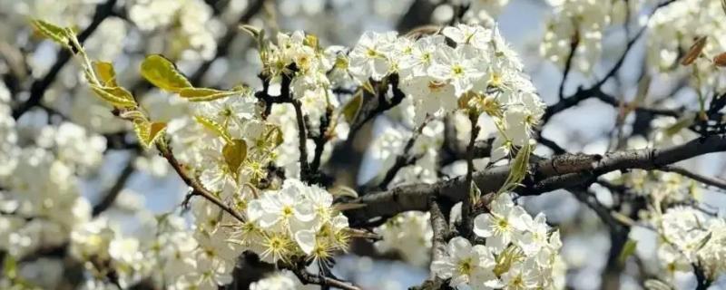 4月有哪些花，有梨花、樱花等