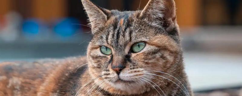 哪些猫是田园猫，常见狸花猫、橘猫等品种