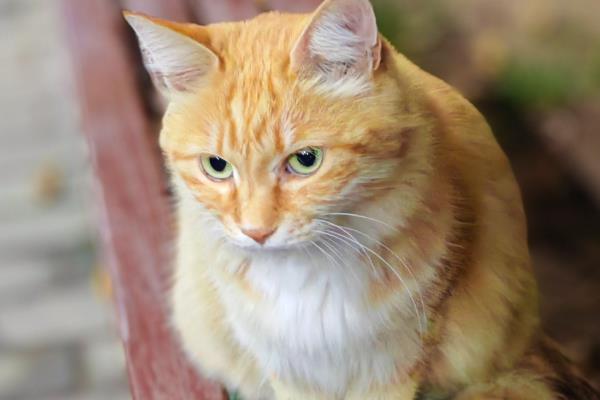猫急性心力衰竭的症状,可能会出现严重的呼吸困难