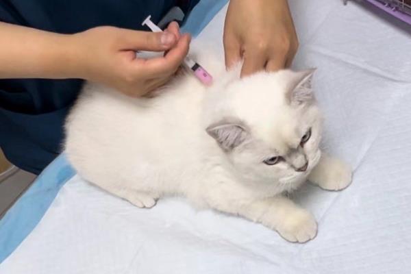 猫急性心力衰竭的症状,可能会出现严重的呼吸困难