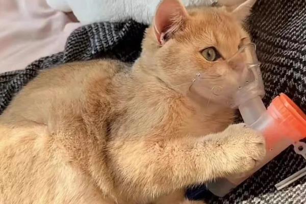 猫急性心力衰竭的症状,可能会出现严重的呼吸困难