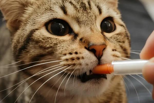 猫急性心力衰竭的症状,可能会出现严重的呼吸困难