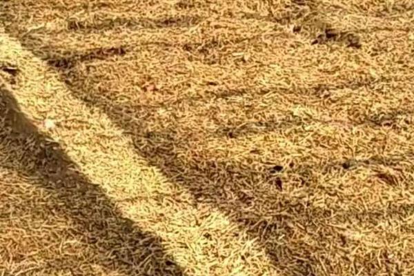 立春10多度黄鳝会不会外出活动，达到12℃左右就会出去捕食